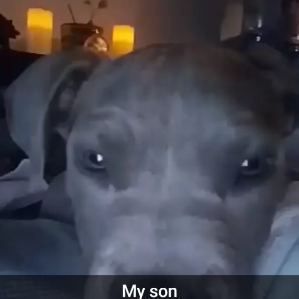 My baby zues he is a pitbull/mastiff mix#puppy#dogs#zues#805#yesterday#myson#snapchat#mybaby - Diamond Fowler (@rmclucasii)
