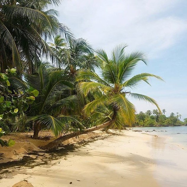 Classic Coco🌴🐚 via @chelseaheartslife  #palm#palmtrees#coconut#coconutoil#beach#tropical#paradise#sea#island#sanblas#nature#naturegram#naturepics#naturelovers#vitaminsea#summer#photo#landscape#beautiful#wanderlust#travel#waves#trees#tropicalbeach - Balicosy Villas (@fraserfeijoa)