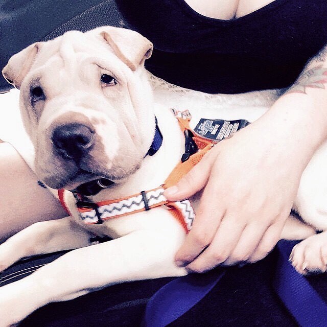 Two years ago today we welcomed this fur baby into our family 💙 #nugget #sharpei #sharpeisofinstagram #puppiesofinstagram #dogstagram #puppy #pitbull #pitbullsofinstagram #dontbullymybreed #pitbullmix #adoptdontshop #rescuedog #ilikedogsmorethanpeople #idratherbesnuggling - Dave (@lau_lost)