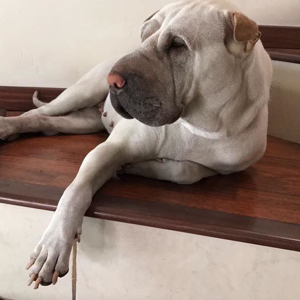 I'm a princess 😌👑 #sharpei #sharpeis #sharpeidog #sharpeigram #sharpeicute #sharpeisofinstgram #sharpeisoftheworld #sharpeisofinsta #sharpeilover #sharpeisarethebest #sharpeisfromaroundtheworld #cute #cuteanimals #princess #morning - @HAPPILYHEPBURN (@mona_thesharpei)