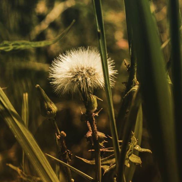 2013
#nature #mexico #flowers #contrast #photographer #photographie #travel #control #forest #moment #picoftheday #art #exposure #dandelion #outoffocus #photooftheday #artist #focus #capture #gallery #composition #instagood #picture #all_shots #ontherun #film #hdr #hdrphotography #light #canon - Independent Visual Artist (@visual.folder)