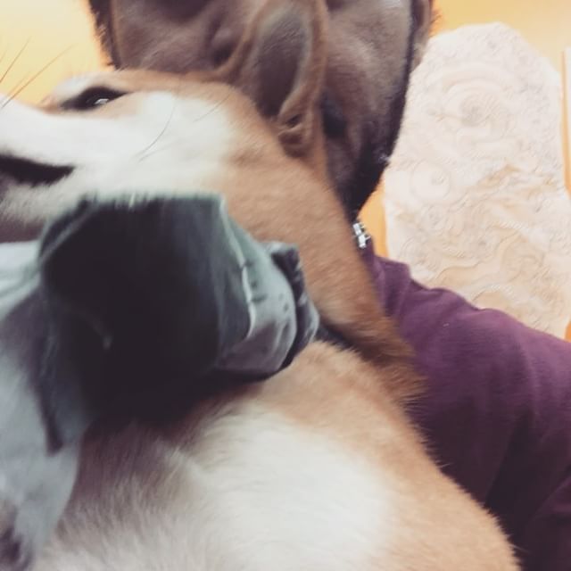 Shoop,  #chibikosmusicpick#🦊#everyoneloveschibiko#shibainu#shibainugram_feature#shibastagram#shibadog #happypup #doge #cuteshiba #shibahugs#puppylove#puppyhugs#kisses#rnb #柴犬#japandog#furball#shibainupuppy#shibakisses#shibainulove#shibainustagram #shibainulife#shibasnap#wolf #shibainulove#hillsdaleshibainu#dharmastudios#dharmafamily#dharmastudiomascot#twitchtv - Wendi (@everyoneloveschibiko)