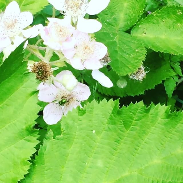 🐝💚 All of our gummies & calming sprays are made with organic honey 💚🐝
..
😄 🐶 Check out all of Hermetic Botanicals' amazing, all-natural products for both you & your pets! 🐴🐱
..
🍃 www.HermeticBotanicals.com 🍃
..
#beautiful #green #bee #naturelover #nature #naturephotography #natureporn #naturegram #naturelovers #naturephoto #oregon #flowers #pollen #organic #honey #teamHB #nootropics #gummies #hemp #relax #pets #love #calm #instagramhub #instagood #instanature #instamood #igdaily #igers - Chiara Valente (@hermeticbotanicals)