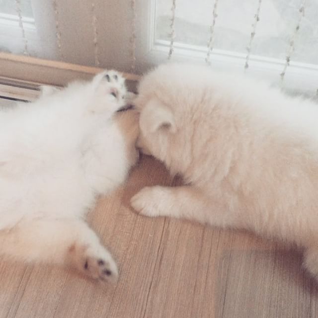 ย้อนวัยอีกละ 😍😍😍 ดูดู๋ดู ซนแต่เด็ก
#throwback #samoyeds #samoyedclub #feature_my_samoyed #samoyedsofinstagram #lovelydogs #puppiesofinstagram #puppies #sammy #stubborndogs #หล่อมาทั้งชีวิต - Dave (@fujithesamoyed)