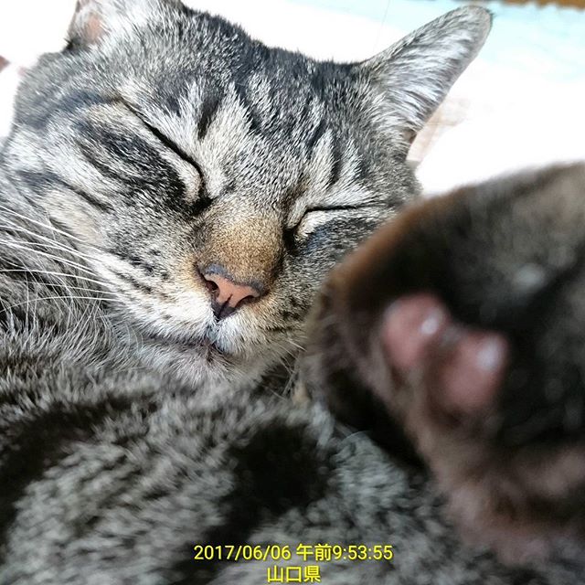 おはようございます🎵
朝ごはんの後に爆睡してます💤
抜糸した場所に絵に書いたような傷痕が…😂
※
※
#今にも雨が降り出しそうで肌寒い
#今日は #ロールケーキ の日なんだって🎵
#おみやげあるかなー 
#goodmorning #猫 #cat #love #cute #にゃんすたぐらむ #わや子ちゃん #爆睡 #肉球 #寝顔 #肥満細胞腫 #傷痕 #instacat #instapet #instalove #instalife #instaphoto #haveaniceday - brooklyn1319 (@matthewayako)
