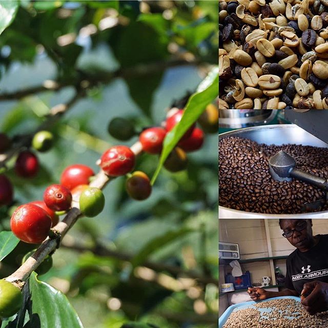 Lasowy przyjaciel @boociann 🌳poleciał na Jamajke🇯🇲 i wysłał nam piękne zdjęcia ze swoich kawowych ekspedycji ☕️❤️🤙🏻 #coffee #beans #roasting #jamaica #friends #travel #photography #postcard #las #laslove #sopot #nicnierobienie #art #sztuka - Spiritual Journey of Leonians (@kawiarnia_las)