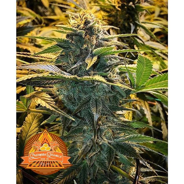 🔥U.K Pineapple X GG4🔥 Bred By Our Friend @sonic.seeds a Legend in the game! 🌱 #cannabis #medicine #paradise #lineagegenetics #sonicseeds #bermudatriangleseedco #lasvegas #squaregrouper #seeds #miami #miamibeach #keywest #orlando #fortlauderdale #spain #marimba #cubanlink #marimberos 🔥🔥🔥🌴 #IronLungCrew 🌴🔥🔥 #ganja #jamaica #puertorico #sanjuan #ukpineapple #uk🇬🇧 #donkeydicks #newyork #colorado #losangeles - Linda Dunn-Carter LE, CPCP (@bermuda_triangle_seed_co)