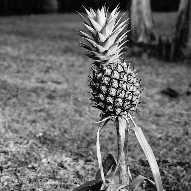 Life is sometimes like a pineapple. Thorny and jagged on the outside, but what you need to do when you're in one of life's bumpy moments is to scrape past all that roughness to get to the sweet juicy core where your happiness lies. Don't quit and never forget your maker's always there to help!
.
.
.
.
#photography #naturephotography #spikes #pineapple #life #garden #nigeria
 #bnw_demand #bnwmood #monochrome #bnw_globe #blackandwhitephoto #nature_brilliance #EarthVisuals #artofvisuals #welivetoexplore #natureaddict #naturediversity #afrika #igs_africa #afrique #sonyimages #sonyalpha #sonyalphasclub #focalmarked #sony #nex - LunarFilmesHD (@thelumi_k)
