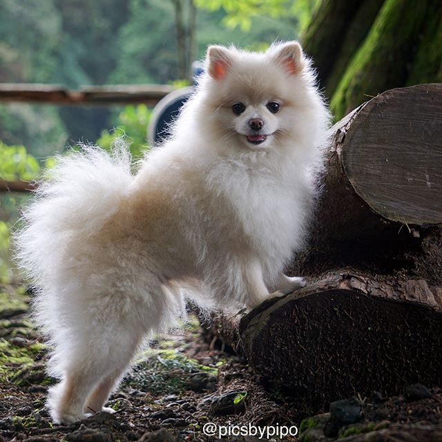 Lil Nala! 😍🐶
Fotos de sus mascotas? Informaci?n: picsbypipo@gmail.com.//
Lil Nala!
Photos of your pets? 
Info: picsbypipo@gmail.com.
#costarica #picsbypipo - LunarFilmesHD (@picsbypipo)