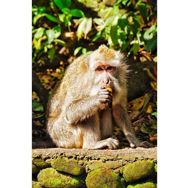 Such thoughtful eyes
#bali#indonesia 
#monkey#monkeysanctuary#portrait#culture#photography#sony#sonyalpha#beautifulplaces#placestogo#travel#travelgram#beautiful#instadaily#photooftheday#instaoftheday#nature#animals#banana#travelgoals#history#pretty - Leonardo Rotsen (@myeyes.myworld)