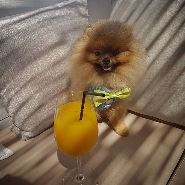 Cheers 🍹
?
?
#vipuppies #vip #puppy #dog #fashion #shirts #hoddie #bandana #colors #dress� #dogfashion #petfashion #doglover #instafashion #inspiration #shopaholic #luxury #black&gold #pomeranian #chihuahua #bolonka #frenchbully #instapet #puppylove - cakes and cookies (@vipuppies.fashion)