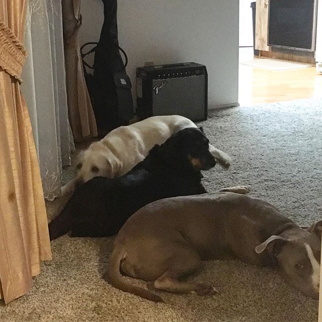 It's a dogstacle course! #dogsfordays #dogs #dogsofinstgram #toomanydogs #threeisacrowd #doglove #mylife #myusa #myflorida #cantgetenough #picoftheday - ｃｈａｒｌｉｅ ʀᴀʙʙɪᴛ (@_racheldixon)