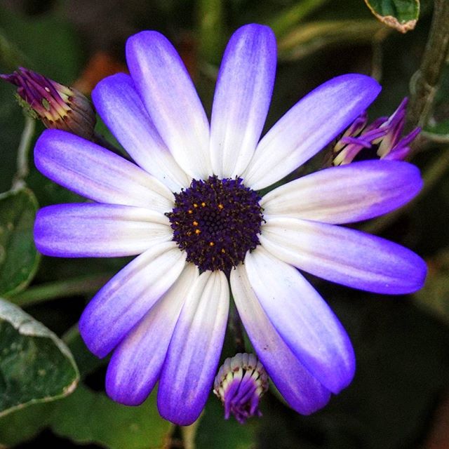 #bloem #instabloem #instaflowers #natuur #nature #outside #garden #sony #sonyilca68 #sonya68 #sonyalpha68 #sonyalphaphotography #niceflowers #beautyful #beautyfulflower #photography #naturephotograpy #fotografie - LunarFilmesHD (@lymorasluckyleroux)