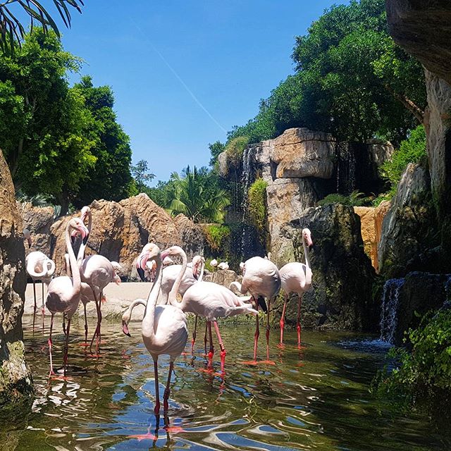 If I'm not in a mistake that's my first close distance meeting with flamingos 🤗 Thet were at my fingertips 😊😄💟💞🏞😊 #flamingo #pink #pinkflamingo #flamingos #zoo #bioparcvalencia #waterfall #lake #tropic #tropicbird #beautiful #beautifulday #trip #saturdaywalk #enjoylife #beautifuldestinations #travel #travelphotography  #ig_shotz #ig_travel #beautiful #nature #traveldestination #traveller #closeup #intothewild #summervibes #amazing #amateurphotography - Aesnrp (@bltr1x)