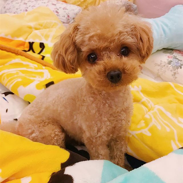 Helloo~ my name is Toffee and welcome to my account ❤️🐶 - Dave (@toffeechan7931)