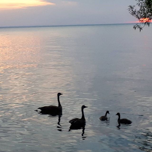 Good morning
#torontophotography #toronto #barrie #naturelover #beautyeverywhere #naturelovers #naturesbeauty #peace #serene #peaceful #lifeisfullofbeauty #wanderlust #freespirit #natureseekers #naturesenergy #positivevibes #postiveenergy #positive #sunrise  #reflection #goodmorning #geese #canadiangeese #gooslings #canada #skies #ontarioyourstodiscover #travelontario #ontariotourism - BPA Nature (@soulfuleyephotographylori)