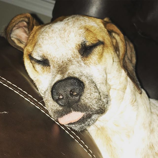 #tot #georgie - Dave (@georgieandthepuggles)