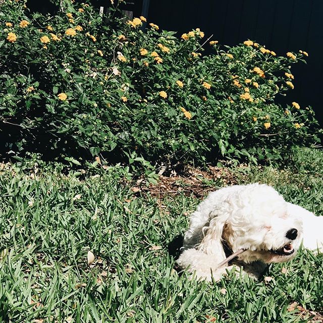 This is a stick. I like this stick. ?
?
#dogsofinstagram #puppiesofinstagram #puppylove #puppy #pupsofinstagram #dogsofinsta #cavachonclub #cavachon #lilly #lillythecavachon #cute - Dave (@lillythecavachon_)