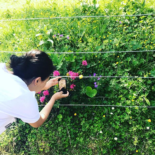 #돌로미티 #산책길 에서 만난 #예쁜꽃 
넌 이름이 뭐니? 
화려하고 매혹적인 색감이 내 시선을 멈추게 한다. 
참으로 곱구나
.
#dolomiti #fiori #belli 
#passeggiata #italia #nord #alpi #traveller #travelpic #travelstagram #이탈리아여행 #돌로미티여행 
#젬작가 - Made To Travel (@gemmaria_r)