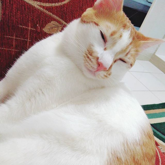 Just chillin'..
#vacuumcleaner
#sunday
#catlovers 
#catsaddict 
#cutecat 
#cute 
#kucing 
#animalscapture
#animalsfilms
#animals
#adorable
#cutepets 
#pets 
#petslovers 
#catsofinstagram
#cat
#fluffy
#ilovemycat
#instacat
#catslife
#citycat - Enfield Rider Subho (@citythecat)