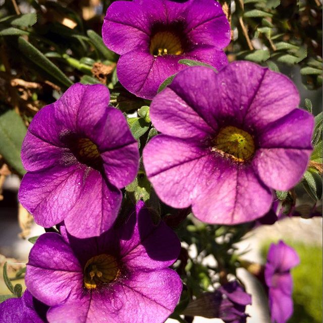 #happy #tuesday #brighterdays #nothingisordinary #photographer #photooftheday #flowers #instagram #instamood #instalike #instagood #instanature #instaflower #flowerslovers #photographyislife #iphone6s #closeup #love #instadaily #splendid_flowers #awesome_florals #petals #sunlight #nature_brilliance #hot #blooms #beautiful #morning #purple #summer - @HAPPILYHEPBURN (@d_will_of_god_photo)