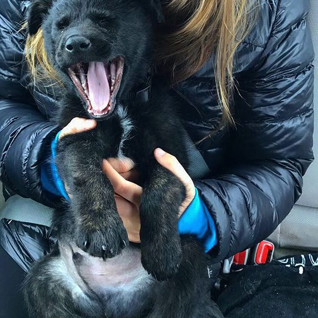Good morning world! Happy #toungesouttuesday 
_____________________________________________________
#pup #puppy #dog #dogs #dailydog #dailypuppy #puppytales #boulderdogs #tuesday #goodmorningpost #goodmorning #morningmotivation #morningvibes #puppyoftheday #dogsofinstgram #dogoftheday #puppiesofinstagram #petsofinstagram #instapuppy #dogsofinsta #boulderdogs #tagsforlikes #dailypuppy #dailydog #puppytales #mydogiscutest #cute #cutie #cutest #cutedog #cutepuppy #adorable #yawn - Dave (@cutepuppyrascal)