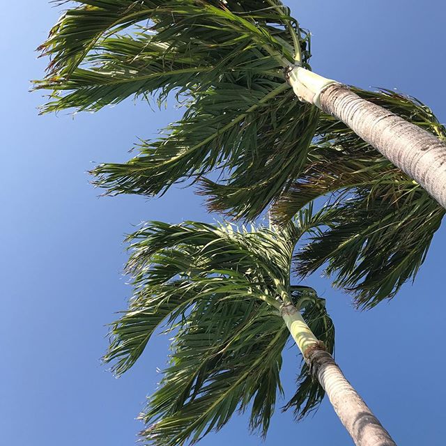 Windy day ☀️🌴 @bdaroundworld #paradise #miami #miamibeach #florida #travel #travelgram #sun #windy #love #happy #happiness #lookforward #destination #sun #hot #sea #seaside #florida #beach #beautiful #sky #photography #photographer #picoftheday #luxury #luxurytravel #amazing #world #usa #florida - Linda Dunn-Carter LE, CPCP (@bdaroundworld)