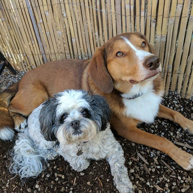 [CALLIE & SADIE] #dog #dogs #dogsofig #dogsofinsta #dogsofinstagram 
#instadog #doggy #doggie #furryfriends #doggiedaycare #doggydaycare #burlington #dogsatdaycare #daycaredogs #playtime #fun #happy #dailydog #doglove #lovedogs #woof - ｃｈａｒｌｉｅ ʀᴀʙʙɪᴛ (@furryfriendsinc)