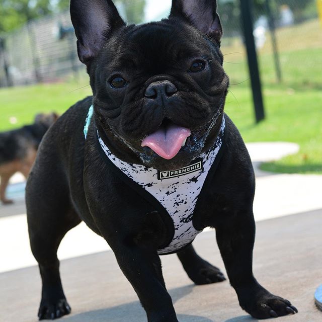 Molly at the dog park. 🙌🏽 photo creds go to the one and only @michelle_e_fit !! - ｃｈａｒｌｉｅ ʀᴀʙʙɪᴛ (@sebastian_taha_fit)