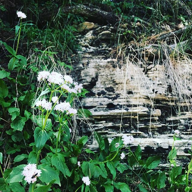 #걷는만큼보인다
#돌로미티 #산책길 
#dolomiti #fiori #belli 
#passeggiata #italia #nord #alpi #traveller #travelpic #travelstagram #이탈리아여행 #돌로미티여행 - Made To Travel (@gemmaria_r)
