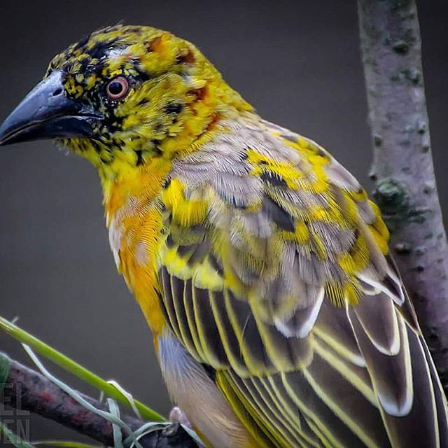 Textorwever is hier takjes aan het verzamelen om een nest te maken.. 😊 - #diergaardeblijdorp #photography #photooftheday #picoftheday #instadaily #bestoftheday #rotterdam #zoo #natgeo #zoophotography #great_captures_nature #birdsofinstagram #igbirds #birds #iganimals #bird #feathers #wildlifephotography #l4l #instabirds #nature_perfection #canon #outdoors #lfl #birdwatching #colors #wildlife_fanatics #nature #photographer - cakes and cookies (@joelverroen)