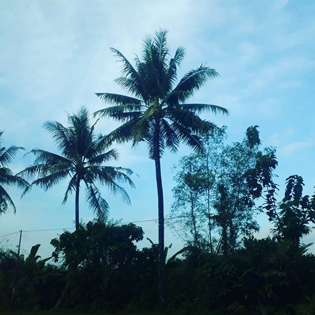 Coconuts! 😅
#photography #photobyme📷 #tree #trees #landscape #coconut #sky #bushes #cloud #cloudy #tropical #adventure #adventureoflifetime #adventuretime #trip #traveling #travelers #beautiful #beautifulday #afternoon - аspiring photographer📸 (@gabrielevan_15)