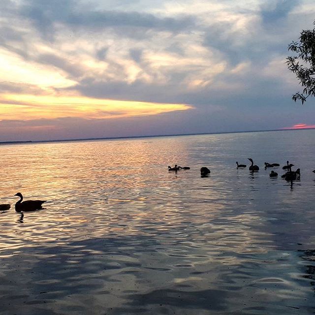 Good morning
#torontophotography #toronto #barrie #naturelover #beautyeverywhere #naturelovers #naturesbeauty #peace #serene #peaceful #lifeisfullofbeauty #wanderlust #freespirit #natureseekers #naturesenergy #positivevibes #postiveenergy #positive #sunrise  #reflection #goodmorning #geese #canadiangeese #gooslings #canada #skies #ontarioyourstodiscover #travelontario #ontariotourism - BPA Nature (@soulfuleyephotographylori)