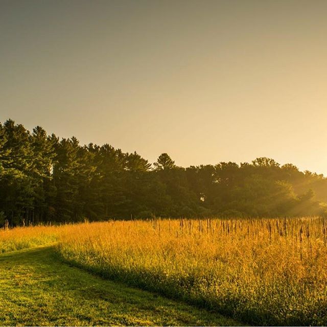 This is why I never stop going through old pictures. What you missed then may be the only thing you see now :) #landscape #hiking #adventures #summer #park #nature #field #mountain #trees #pines #pinetrees #wildflowers #sunrise #morning #southjersey #southjerseyadventures #njspots #njisbeautiful #wildnewjersey #nj #njphotographer #njphotography - @HAPPILYHEPBURN (@savannahxlee)