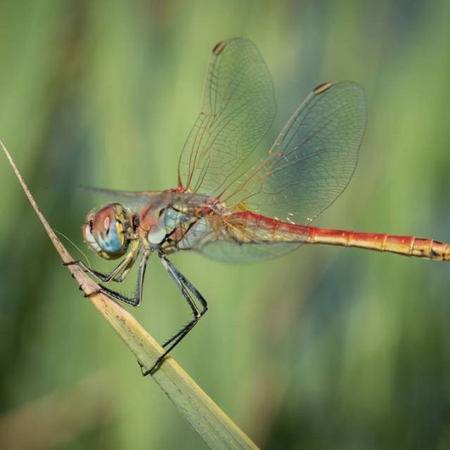 #libélula #insects #insect #bug #bugs #bugslife #macro #closeup #nature #animals #animals #instanature #instagood #macrogardener #macrophotography #creature #creatures #macro_creature_feature #photooftheday #wildlife #nature_shooters #earth #naturelover #lovenature#photopilleroftheday  #photopills  #photooftheday #fotomovil_es  #fotonline_es  #ig_spain  #primerolacomunidad  #wonderful_places 4 freature #macro - BPA Nature (@david_sanso_garcia)