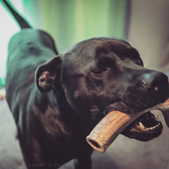 "I LOVE my deer antler!" What a cute pup! #gunner #gooddog - @DOKISS33 (@andrewplutt_photography)