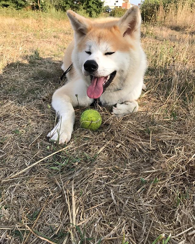 #akira #akitaken #akitainu #akitamag #akitainu #akita #akita_inu - Akita_Akira (@akitainu_akira_)