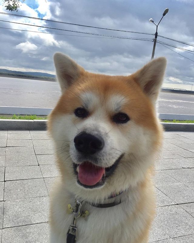 🐶⛅️⛅️⛅️
#мойлюбимыйузкоглаз #Батосягуляка 
#комсомольск #осень #akita #akitainu #akitakms #akitasofinstagram #akitaru #akitamag #akita_rater #akitaclub - Akita_Akira (@zhukavochka)