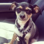ｃｈａｒｌｉｅ ʀᴀʙʙɪᴛ (@littlepetethedog)
