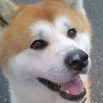 Michael (@akitainu_haru)
