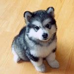 🐶Melody The Mutt🐶 (@huskiis)