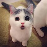 RobinV Photography (@animal.worlld)