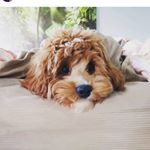 ｃｈａｒｌｉｅ ʀᴀʙʙɪᴛ (@jack_the_cavoodle_)