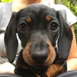 Dave (@truffletheminidachshund)