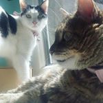 @HAPPILYHEPBURN (@gremlinathecat)