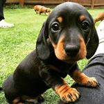 Enfield Rider Subho (@tinydoggs)
