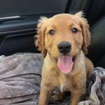 Dave (@charlibeargolden)