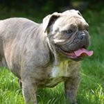 Dave (@minibullsuk)